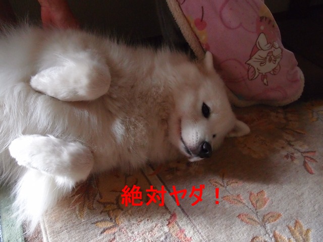 e0018604_13181533.jpg