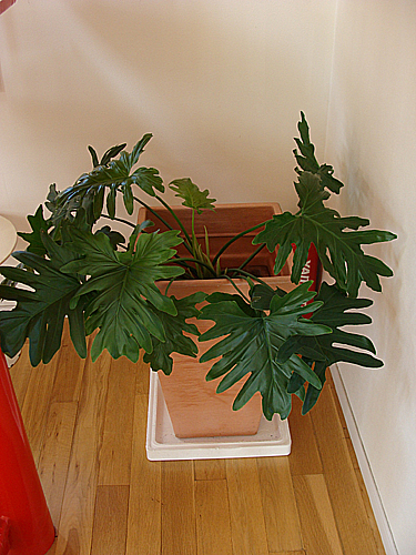 e0142838_1365164.jpg