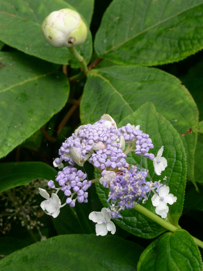 e0118274_2163762.jpg