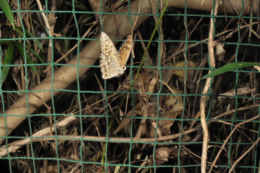 f0090680_21515043.jpg