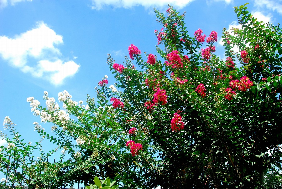 c0187781_1483820.jpg
