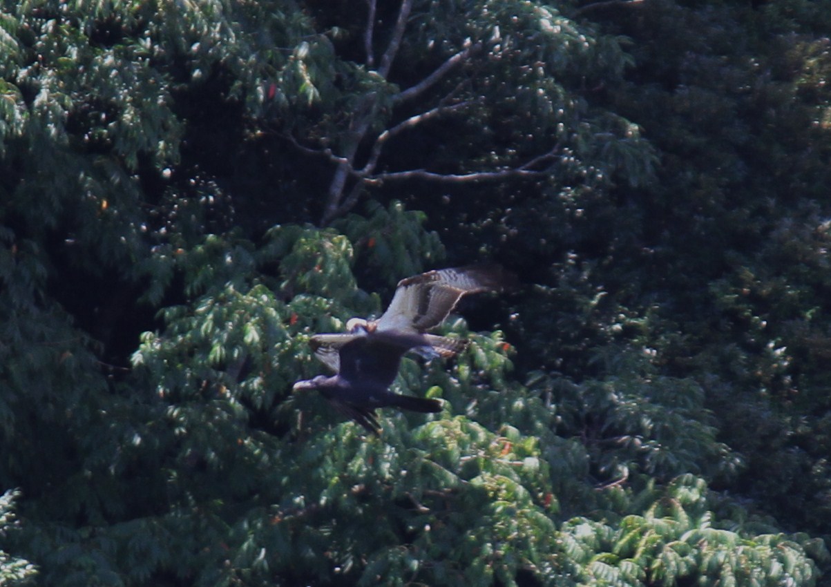 e0197884_19565124.jpg