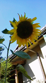 a0199297_19514444.jpg