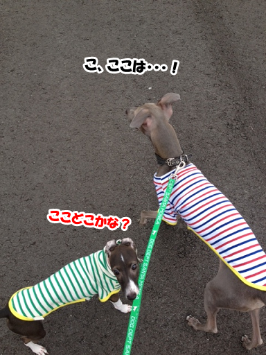 e0290901_152135.png