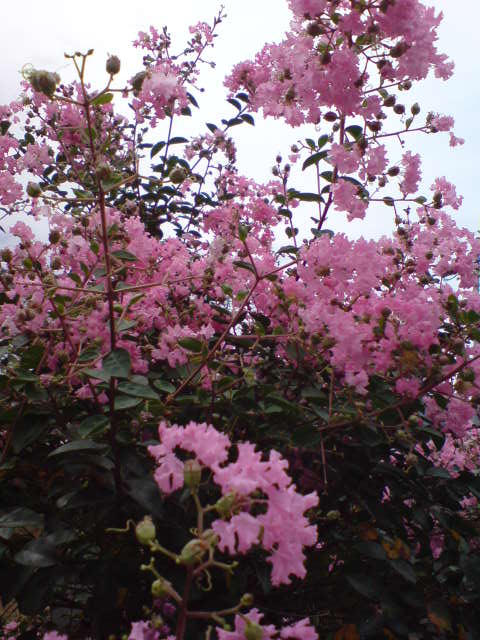 b0009103_11572370.jpg