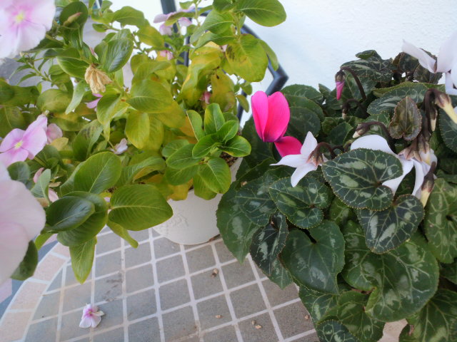 e0099212_1853712.jpg