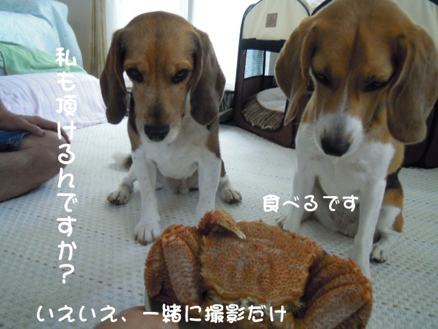 c0166622_1229370.jpg