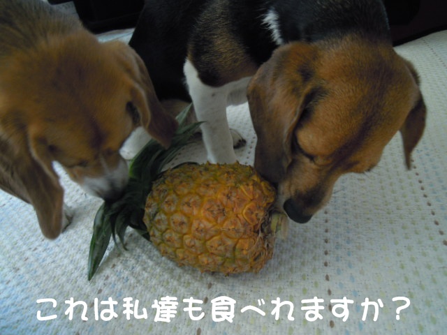 c0166622_12303568.jpg