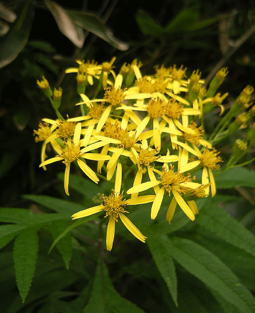 a0001354_23153341.gif