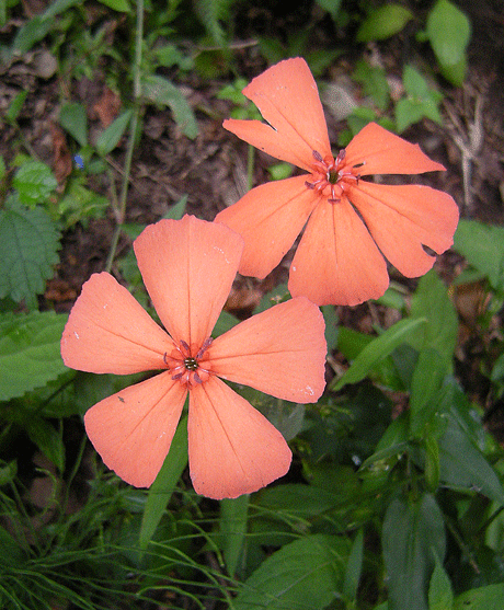 a0001354_23201160.gif