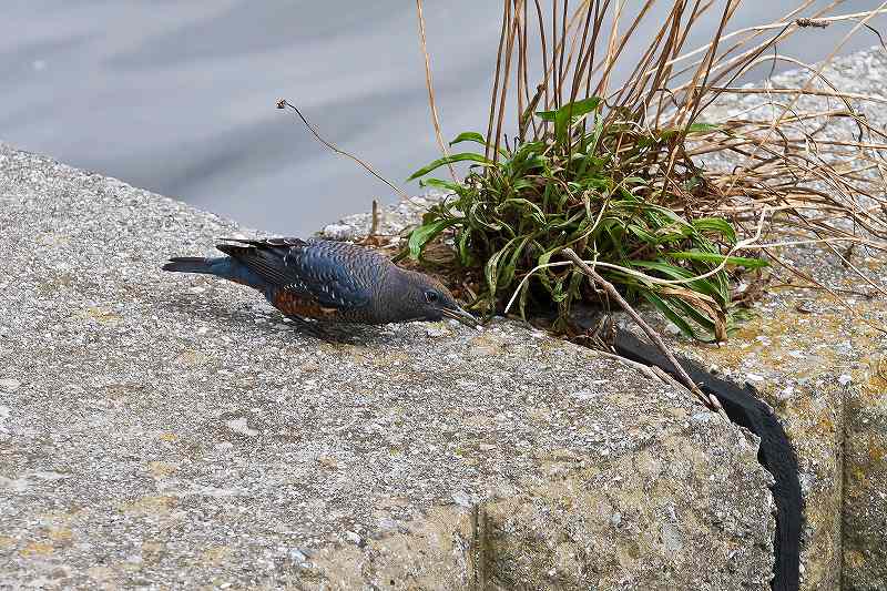 f0044056_581967.jpg