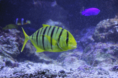 b0138661_22164114.gif