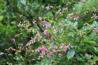 c0117570_13342973.jpg