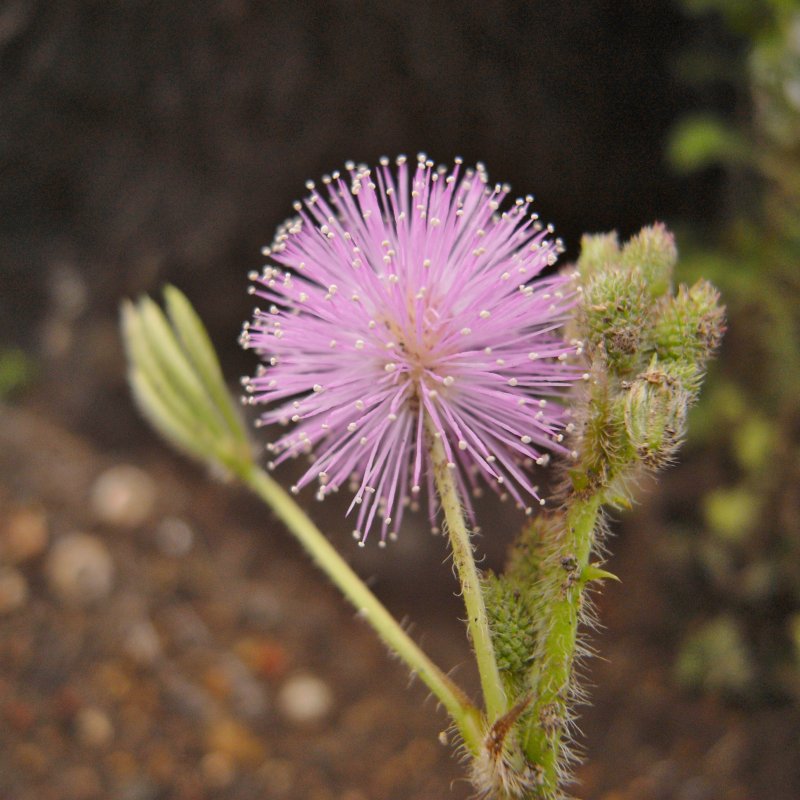 c0183777_9591170.jpg