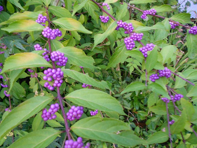 d0143678_20364010.jpg