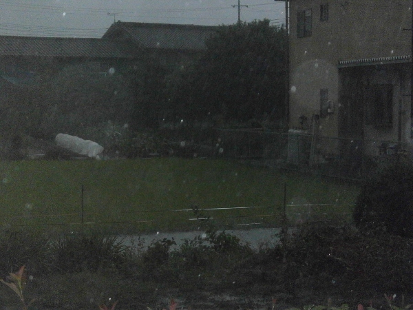 d0000995_065153.jpg
