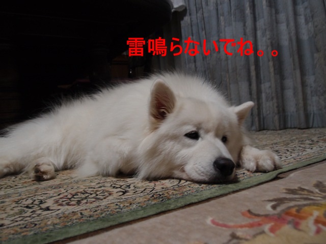 e0018604_20302836.jpg
