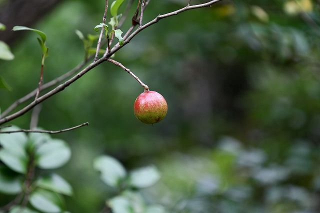 a0242438_2063043.jpg