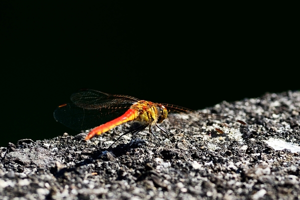 f0103688_21421184.jpg