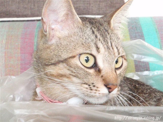 a0159490_16124086.jpg