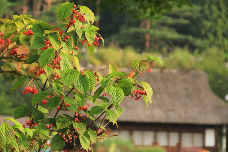 a0188405_2012416.jpg