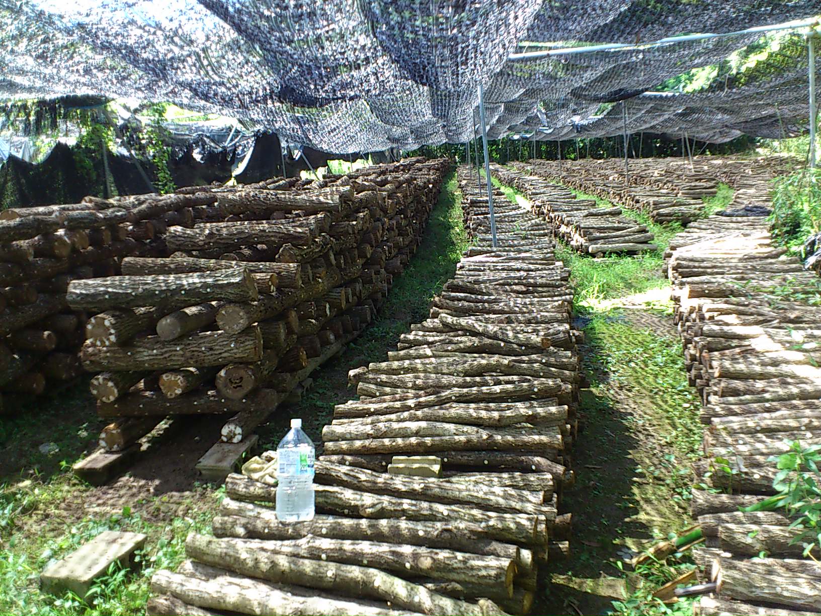f0194321_1642524.jpg