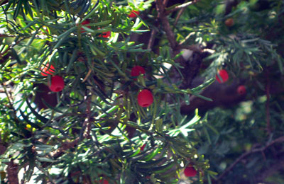 a0046429_9402141.jpg