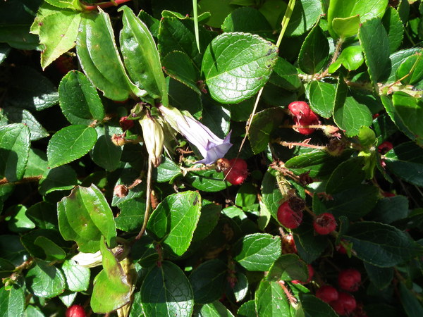 f0118332_2057977.jpg