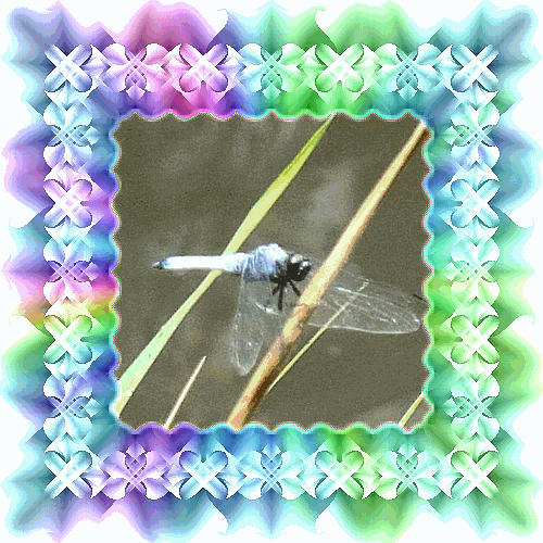 b0133752_11201418.gif