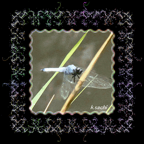 b0133752_1121911.gif