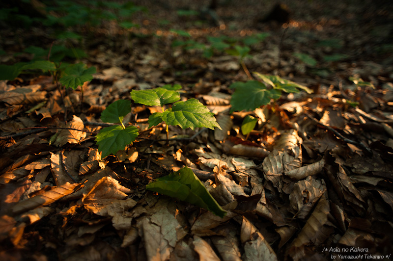 d0080957_21574139.jpg