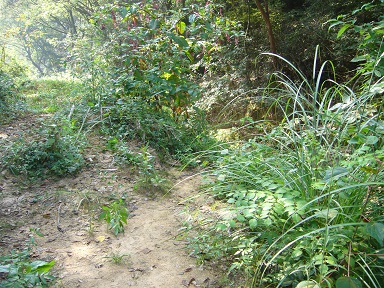 e0175370_17102759.jpg
