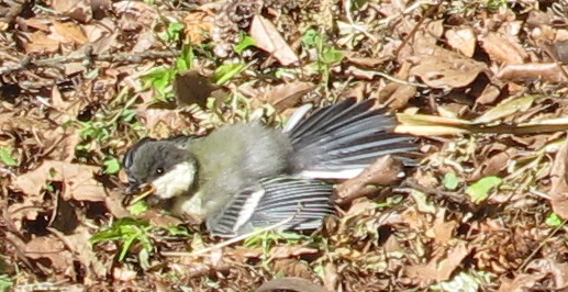 a0091680_11483767.jpg