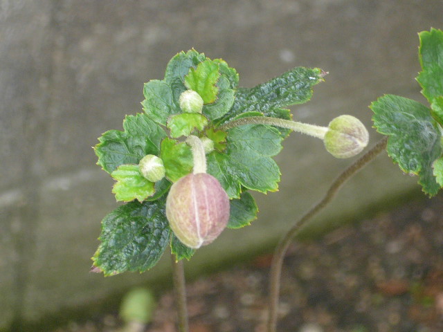 e0026017_14102533.jpg