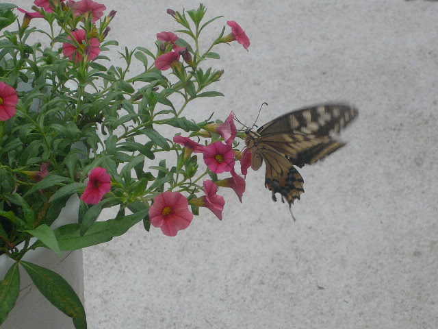 e0026017_14112993.jpg