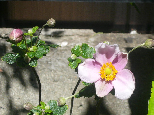 e0026017_1494859.jpg