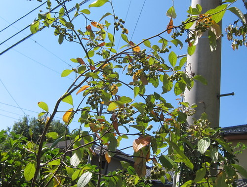 b0178339_2230503.jpg