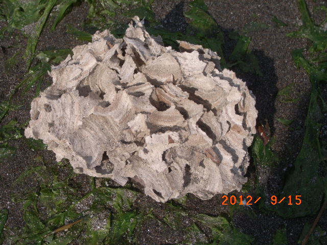 a0157451_21201986.jpg