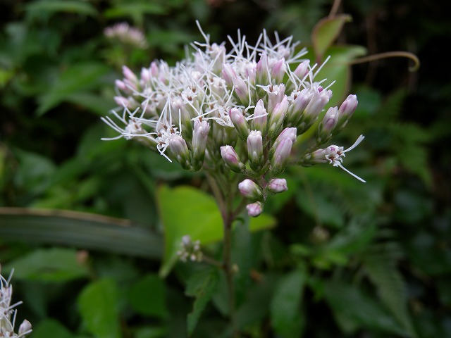 b0104861_1739204.jpg