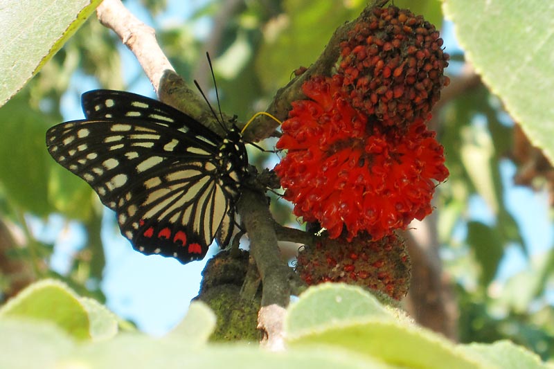 c0043361_8543173.jpg