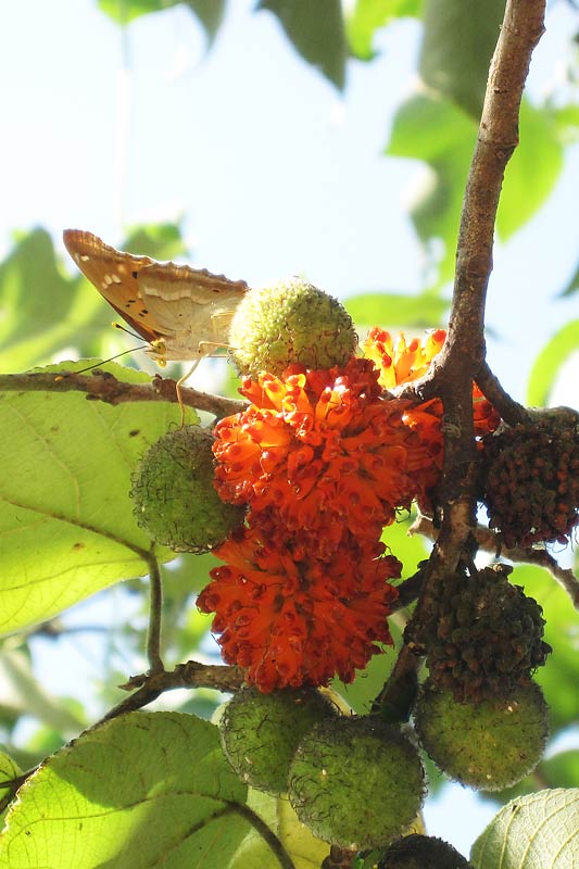 c0043361_8575968.jpg