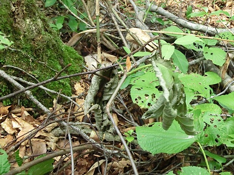 b0178466_74413100.jpg