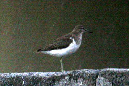b0084378_16284440.jpg