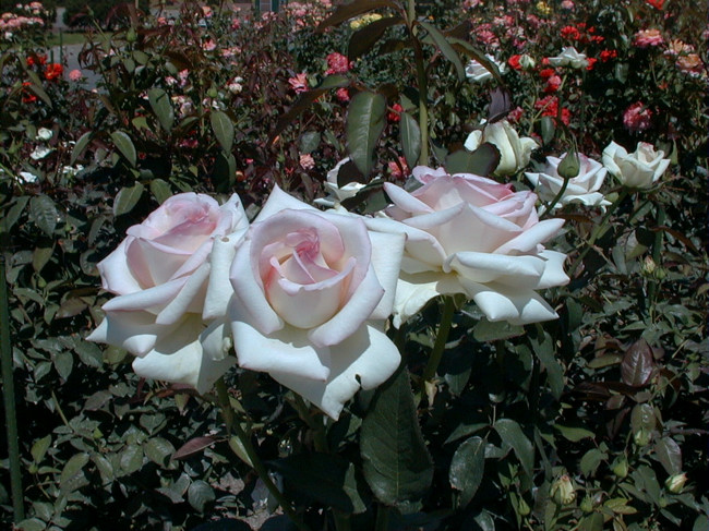 b0169987_21101033.jpg