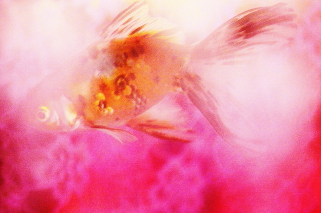 c0044199_23114399.jpg