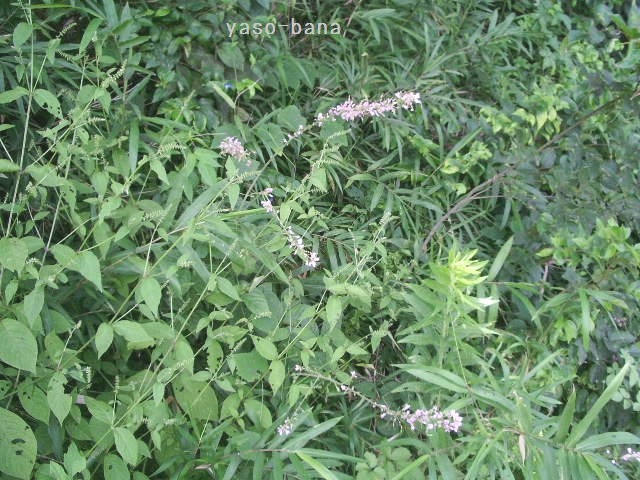 e0025300_16354048.jpg
