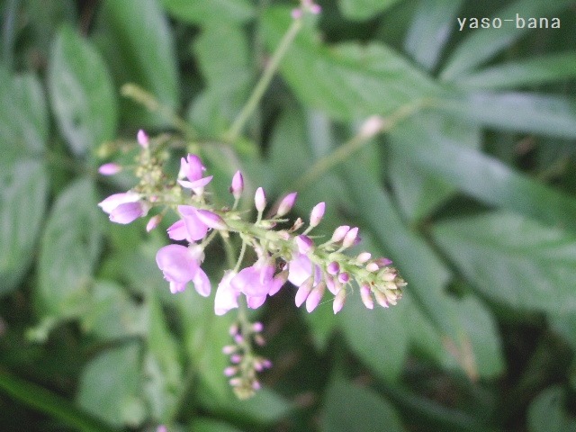e0025300_1636098.jpg