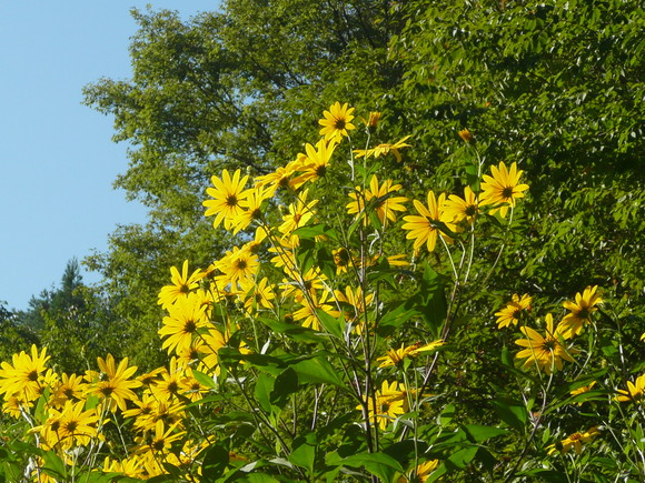 c0009528_22345425.jpg