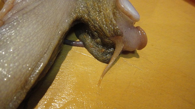 f0208737_7574133.jpg
