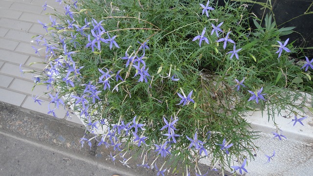 f0208737_7583251.jpg